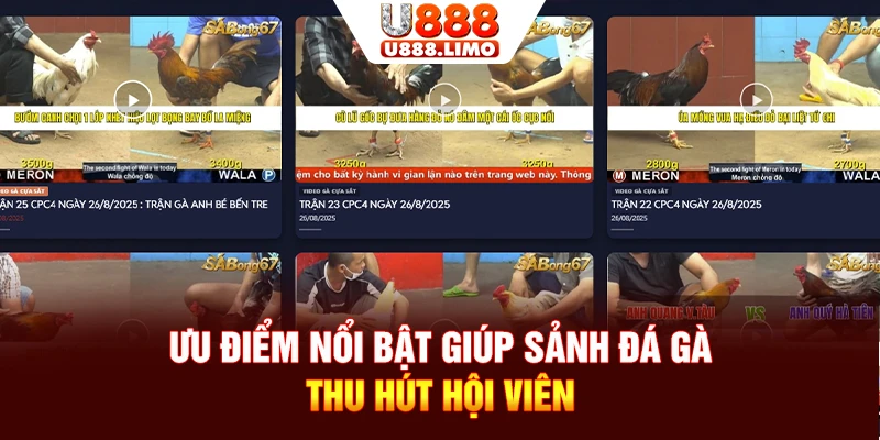 Ưu điểm nổi bật giúp sảnh đá gà thu hút hội viên